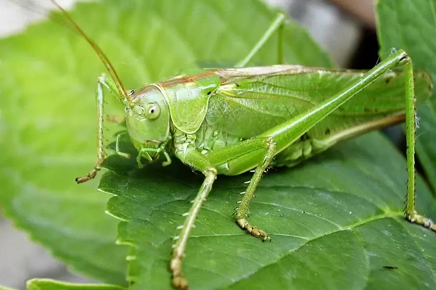Amuleto da sorte - cricket